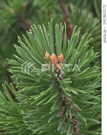 Young pine tree branch with fresh orange buds close up 142963572