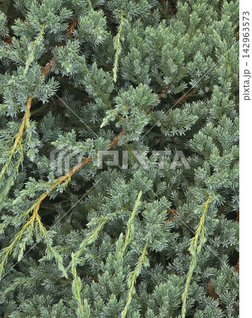 Blue green creeping juniper needles texture close up 142963573