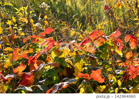Colorful Autumn Foliage in Sunlight with Red and Yellow Leaves 142964060