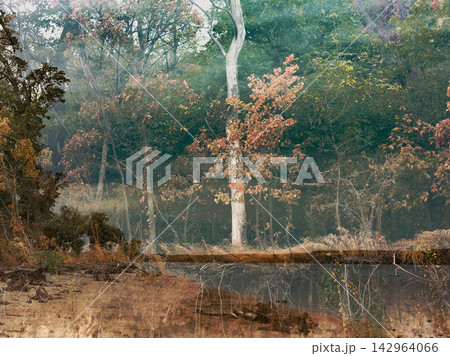 Dreamy double exposure of woodland with tall trees and muted autumn foliage, layered with earthy textures and dark water reflection, creating an atmospheric fine art nature scene with depth, intrigue. 142964066
