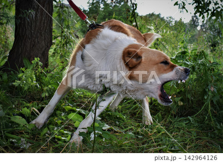 Brown and white dog barking aggressively in green grassy field Brown and white dog barking aggressively in green grassy field 142964126