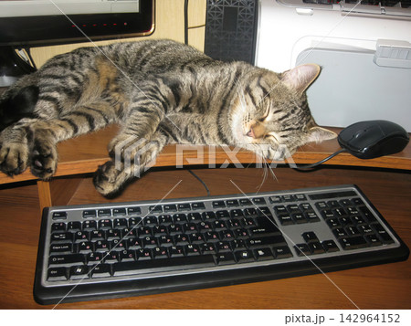 Sleeping tabby cat on a computer desk with a keyboard, mouse, and monitor in the background. Sleeping tabby cat on a computer desk with a keyboard, mouse, and monitor in the background. 142964152