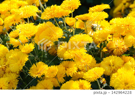 Bright yellow pompon chrysanthemum flowers blooming in garden, autumn background, decorative plant Bright yellow pompon chrysanthemum flowers blooming in garden, autumn background, decorative plant 142964228