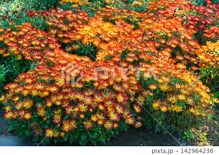 Red and yellow decorative spider chrysanthemum morifolium flowers blooming in autumn garden 142964236