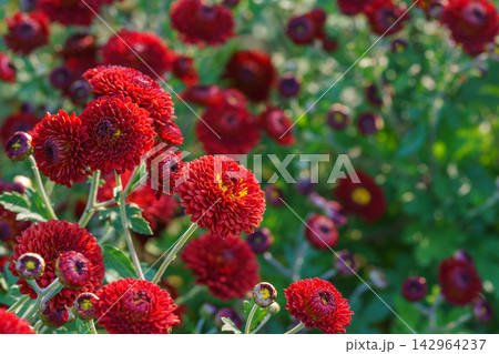Bright red pompon chrysanthemum flowers blooming in garden, autumn background, decorative plant 142964237