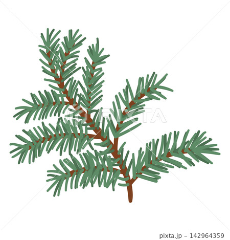 Vector illustration of a green fir tree branch with dense needles, isolated on a white background. Flat cartoon style evergreen spruce sprig graphic element for Christmas and winter designs. 142964359