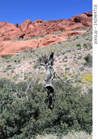 Dead Tree Snag and Red Sandstone Mountains in Desert Landscape 142964718