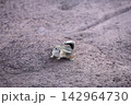 Small Chipmunk Standing on Desert Red Rock 142964730
