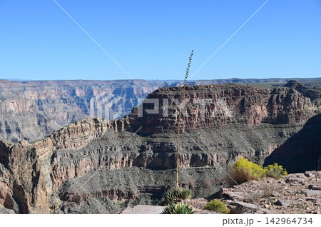 Grand Canyon Vista with Desert Plant Stalk 142964734