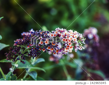 Multicolored Buddleja Davidii Flowers with White and Orange Centers Multicolored Buddleja Davidii Flowers with White and Orange Centers 142965045