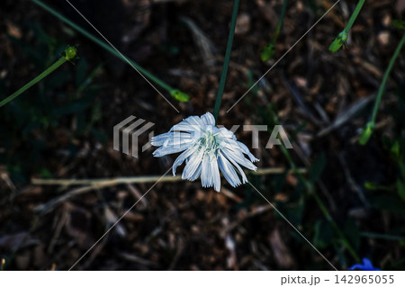 Side View of White-Flowered Common Chicory 142965055