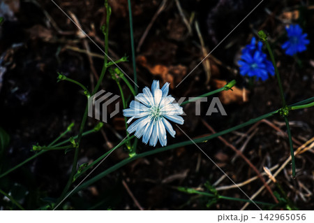 Rare White-Flowered Common Chicory in Botanical Garden Rare White-Flowered Common Chicory in Botanical Garden 142965056