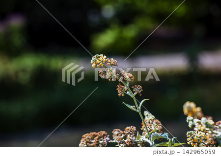 Isolated Weyers Butterfly Bush Flowering Stem on Dark Background Isolated Weyers Butterfly Bush Flowering Stem on Dark Background 142965059