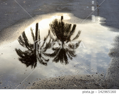 Reflection of palm trees and cloudy sky in puddle on asphalt street Reflection of palm trees and cloudy sky in puddle on asphalt street 142965160
