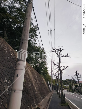 早朝石垣街路樹 早朝石垣街路樹 142965305