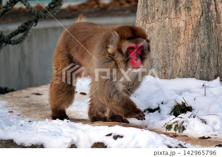 ニホンザル (札幌市円山動物園) ニホンザル (札幌市円山動物園) 142965796