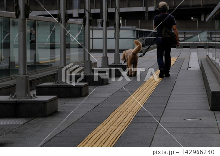 都会の遊歩道を大型犬と一緒にお散歩する人のシネマティックな後ろ姿 都会の遊歩道を大型犬と一緒にお散歩する人のシネマティックな後ろ姿 142966230