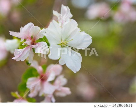 9月に咲いた白色の桜「越の福かさね(コシノフクカサネ)」 9月に咲いた白色の桜「越の福かさね(コシノフクカサネ)」 142966611