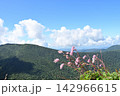 早池峰山の固有種ナンブトウウチソウ　 142966615