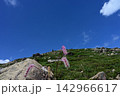 早池峰山の固有種ナンブトウウチソウ　 142966617