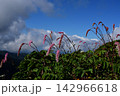 早池峰山の固有種ナンブトウウチソウ　 142966618