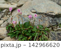早池峰山の固有種ナンブトラノオ 142966620