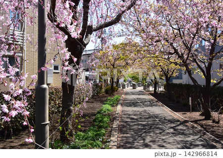 神奈川県座間市 相模が丘仲よし小道「さくら百華の道」の満開枝垂桜 神奈川県座間市 相模が丘仲よし小道「さくら百華の道」の満開枝垂桜 142966814