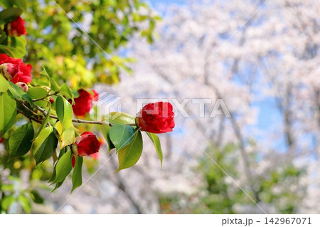 鮮やか 牡丹咲き ツバキの花 鮮やか 牡丹咲き ツバキの花 142967071