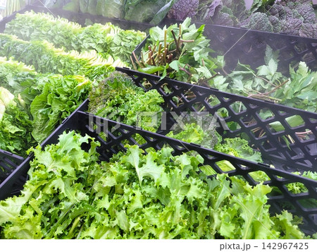 Variety of Fresh Green Leafy Vegetables in Refrigerator Display Variety of Fresh Green Leafy Vegetables in Refrigerator Display 142967425