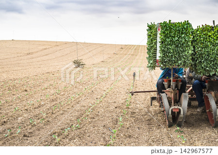 Agriculture Workers Planting Seedlings with Transplanter in Field 142967577