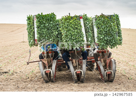 Agricultural Workers Planting Seedlings with Farm Machinery in Field Agricultural Workers Planting Seedlings with Farm Machinery in Field 142967585