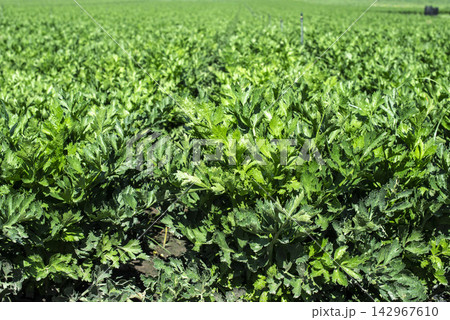 Fresh Celery Crop Field in Bright Organic Farm Landscape Fresh Celery Crop Field in Bright Organic Farm Landscape 142967610