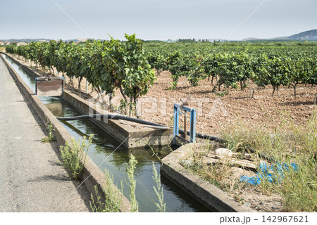 Vineyard Irrigation Canal in Sunny Rural Wine Country Vineyard Irrigation Canal in Sunny Rural Wine Country 142967621