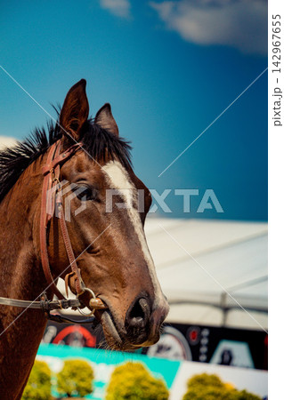 Brown Horse Portrait with Bridle Against Blue Sky 142967655