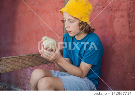 Boy gently handles a small chick at a children's farm. Gentle handling and learning about pet care. Boy gently handles a small chick at a children's farm. Gentle handling and learning about pet care. 142967714