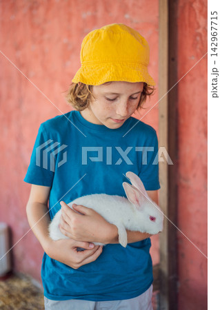 Smiling boy enjoys holding a white rabbit during a farm visit. Joy and connection during a farm animal encounter. Smiling boy enjoys holding a white rabbit during a farm visit. Joy and connection during a farm animal encounter. 142967715