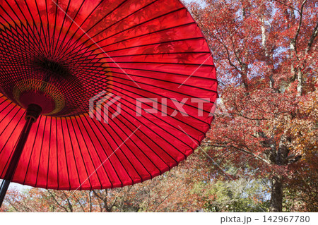 紅葉に映える鮮やかな赤い野点傘 紅葉に映える鮮やかな赤い野点傘 142967780