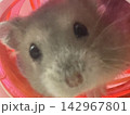 こんにちは 142967801