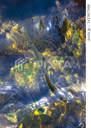 Trumpet fish trumpetfish swims on water surface in Brazil. 142967996