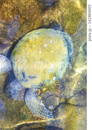 Sea turtle Turtles swim to the water surface in Brazil. Sea turtle Turtles swim to the water surface in Brazil. 142968005