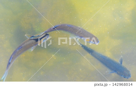 Tropical fish swimming in green turquoise and blue water Brazil. Tropical fish swimming in green turquoise and blue water Brazil. 142968014