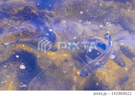 Tropical fish swimming in green turquoise and blue water Brazil. 142968022