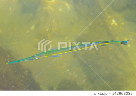 Trumpet fish trumpetfish swims on water surface in Brazil. Trumpet fish trumpetfish swims on water surface in Brazil. 142968055