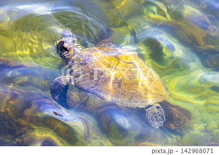 Sea turtle Turtles swim to the water surface in Brazil. Sea turtle Turtles swim to the water surface in Brazil. 142968071
