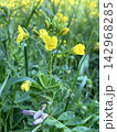 春の野に咲く黄色い花とつる植物 142968285