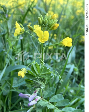 春の野に咲く黄色い花とつる植物 春の野に咲く黄色い花とつる植物 142968285