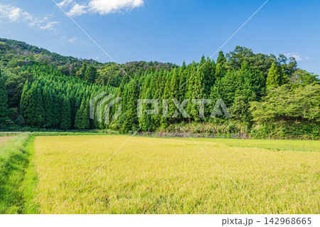 奥琵琶湖の長閑な田園風景 横波地区 滋賀県長浜市西浅井町 奥琵琶湖の長閑な田園風景 横波地区 滋賀県長浜市西浅井町 142968665