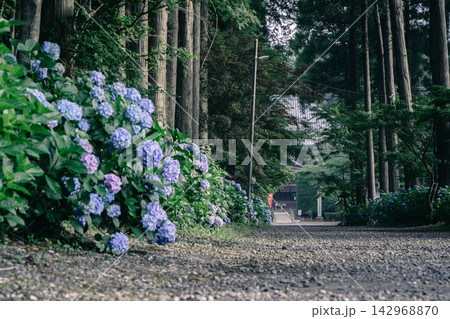 多古町 日本寺のあじさい参道 142968870