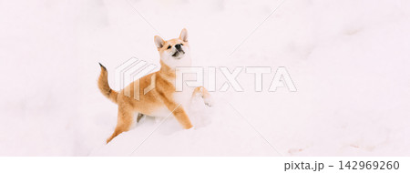 Young Japanese Small Size Shiba Inu Dog Play Outdoor In Snow, Snowdrift At Sunny Winter Day 142969260