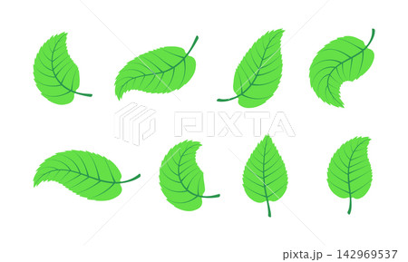 Set of hand drawn leaf illustrations isolated on white background 142969537